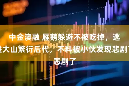中金澳融 雁鹅躲避不被吃掉，逃进大山繁衍后代，不料被小伙发现悲剧了